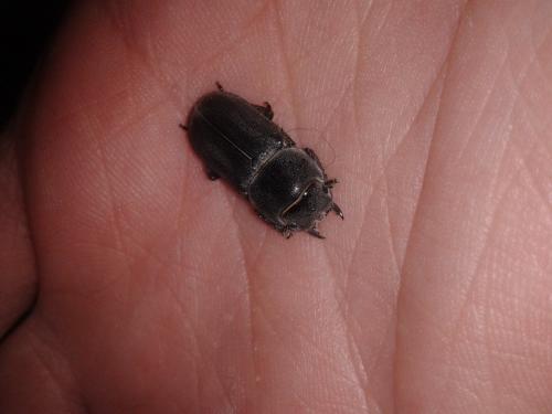 Réf. 200 584 : Dorcus parallelipipedus